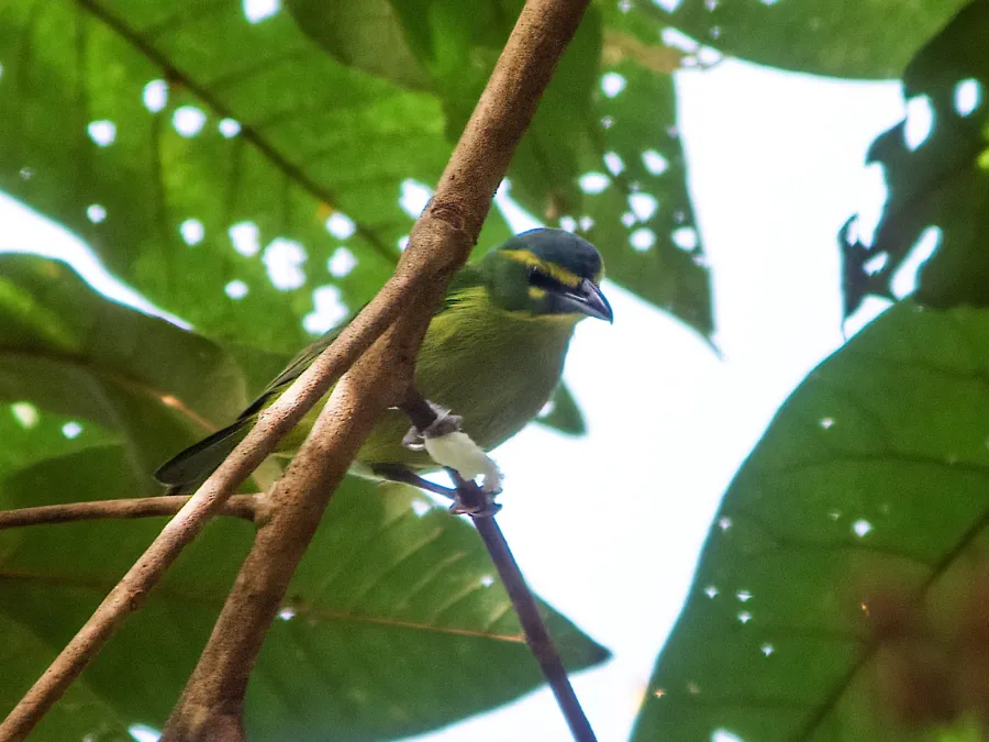 File:Vireolanius eximius - Yellow-browed Shrike-Vireo (cropped).jpg