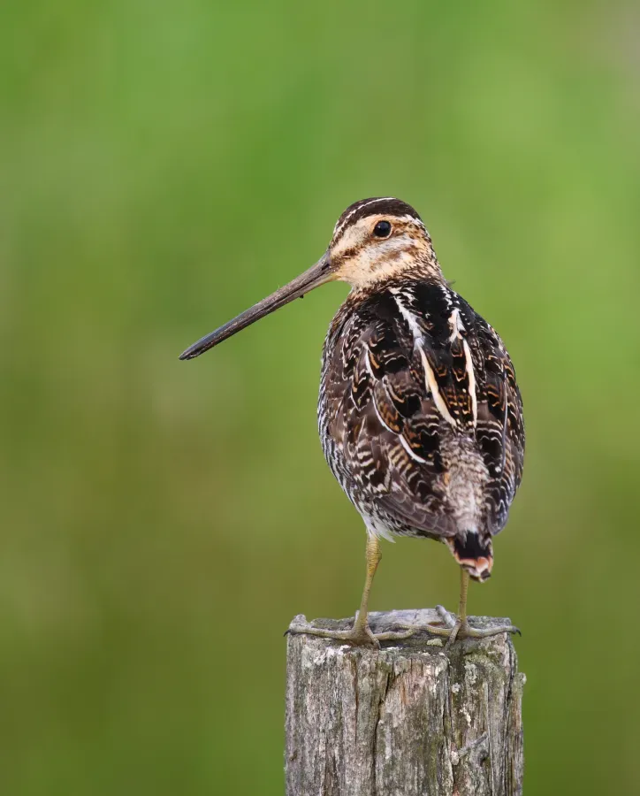 File:Gallinago delicata Nicolet.jpg
