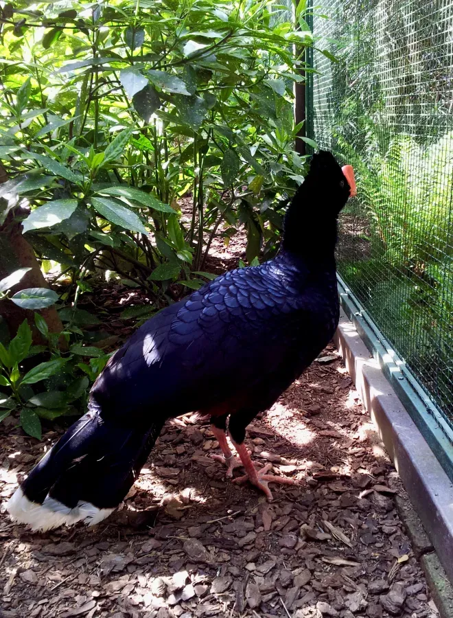 File:Cracidae Mitu tuberosum 1.2.jpg