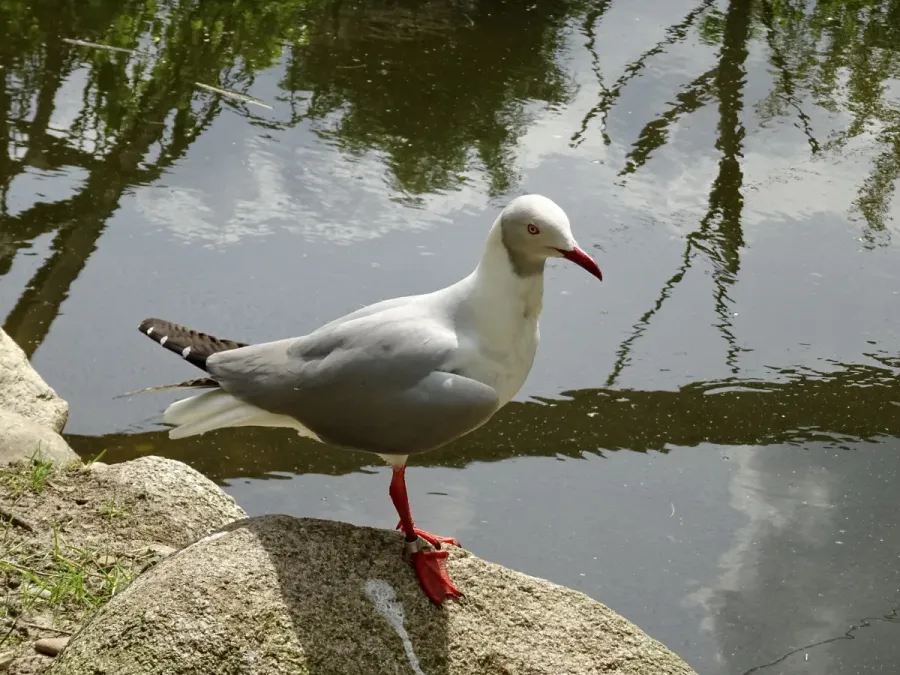 File:Laridae Chroicocephalus cirrocephalus 1.jpg