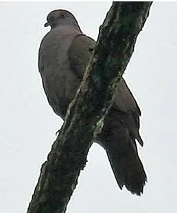 File:Patagioenas goodsoni 1.jpg