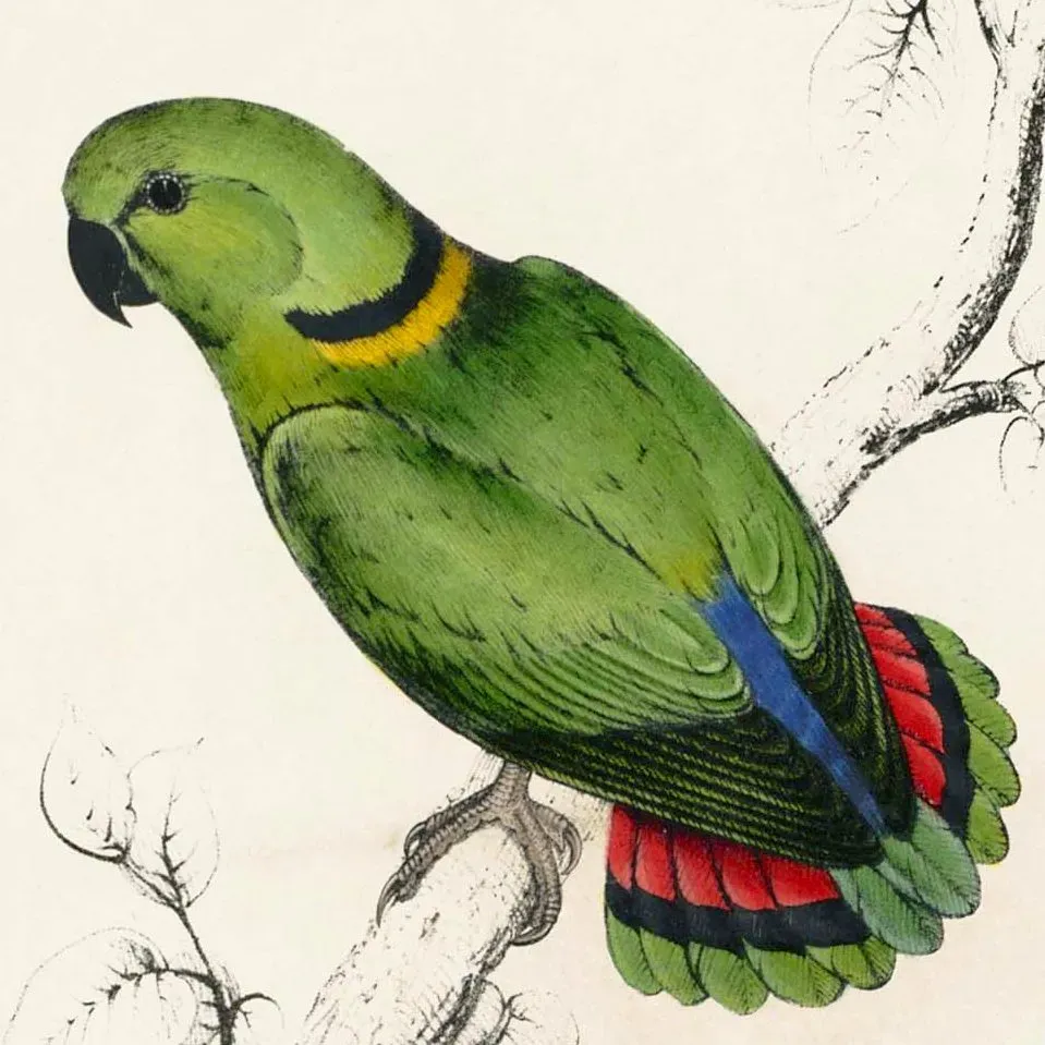 File:Agapornis swindernianus by Edward Lear.jpg