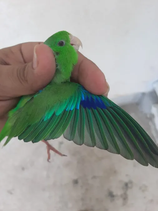File:Forpus passerinus macho.jpg