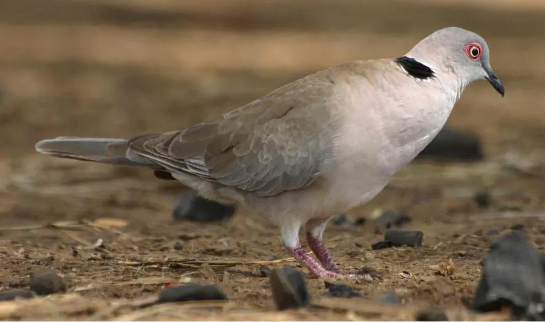 File:Streptopelia decipiens 1.jpg