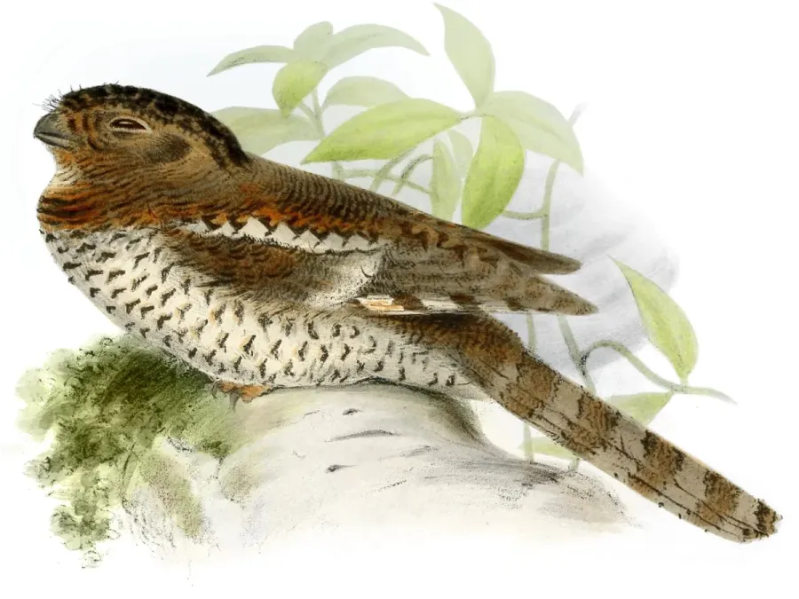File:Batrachostomus hodgsoni.jpg