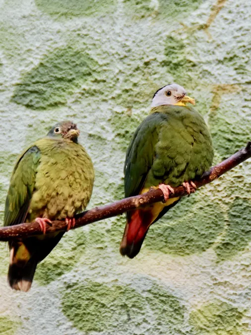 File:Columbidae Ptilinopus melanospilus 2.jpg