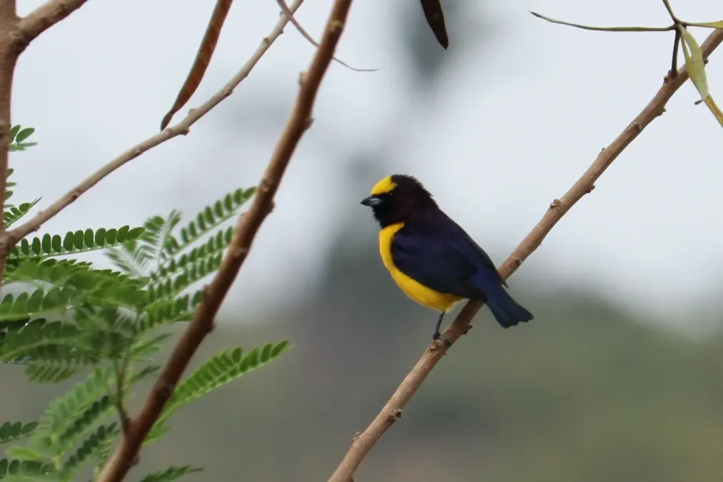 File:Euphonia chlorotica - 2021.jpg