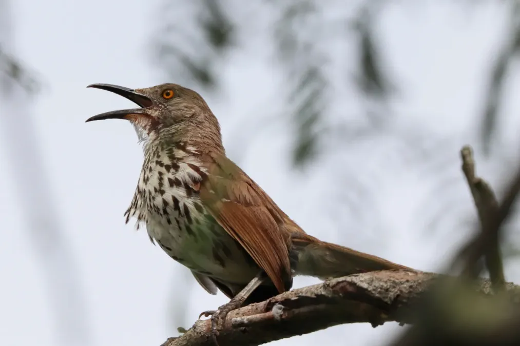File:Toxostoma longirostre - 2021.jpg