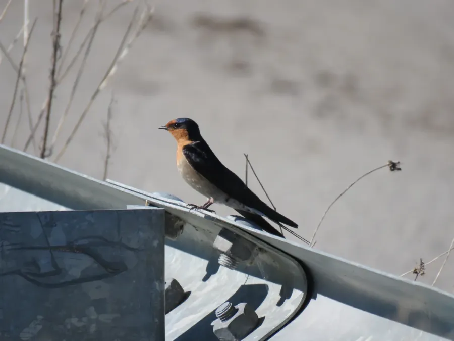 File:Welcome swallow (Hirundo neoxena) at Leary Road, Baldivis, August 2021 02.jpg