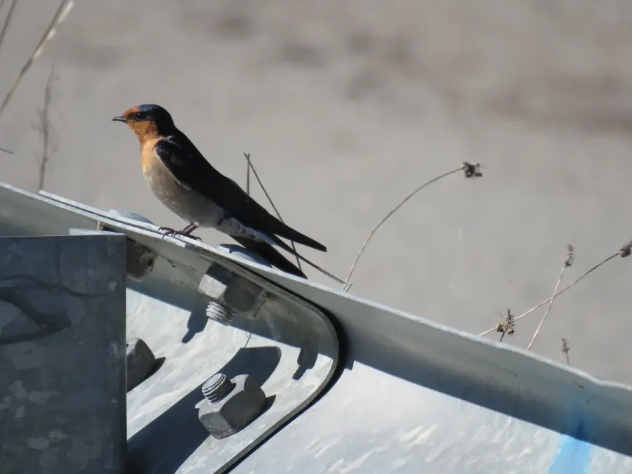 File:Welcome swallow (Hirundo neoxena) at Leary Road, Baldivis, August 2021 05.jpg
