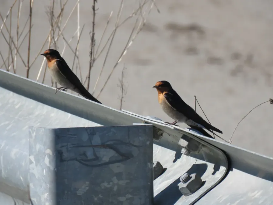 File:Welcome swallow (Hirundo neoxena) at Leary Road, Baldivis, August 2021 08.jpg