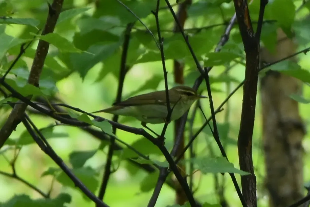 File:Phylloscopus examinandus 140715364.jpg