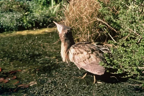 File:Australasian bittern (Botaurus poiciloptilus).jpg