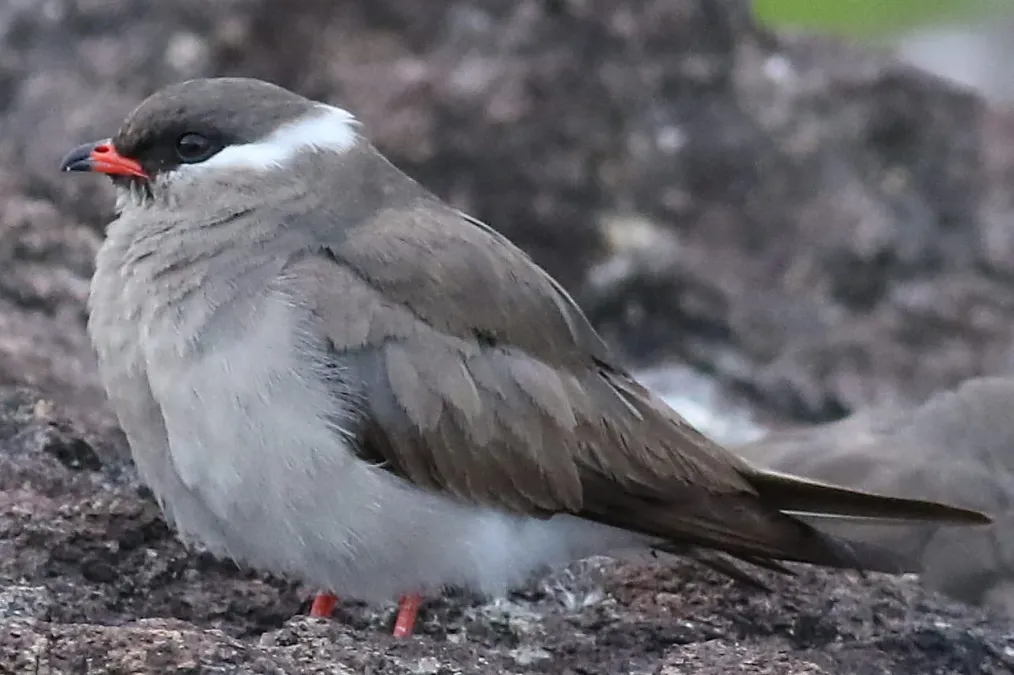 File:Rock pratincole, Glareola nuchalis, at Chobe River, Kasane, Botswana (32451316281) 1.jpg