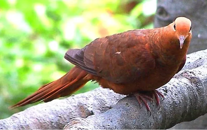 File:Macropygia emiliana 1.jpg