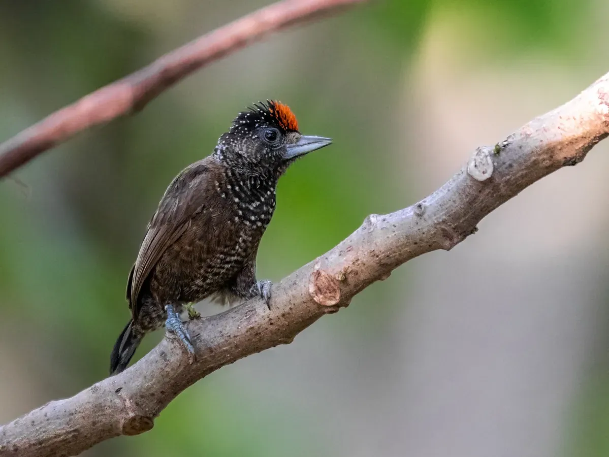 File:Picumnus varzeae - Varzea Piculet (male) Itacoatiara, Amazonas, Brazil.jpg