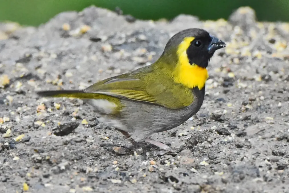 File:Phonipara canora - Cuban Grassquit.jpg