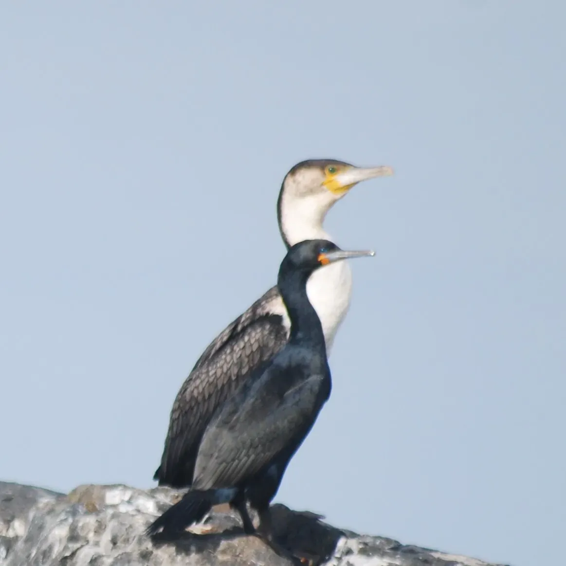 File:Phalacrocorax capensis & Phalacrocorax lucidus, Yzerfontein, Western Cape, South Africa 147787156.jpg