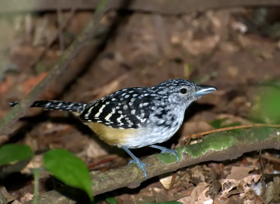 File:CHOCÃO-CARIJÓ ( Hypoedaleus guttatus ).jpg