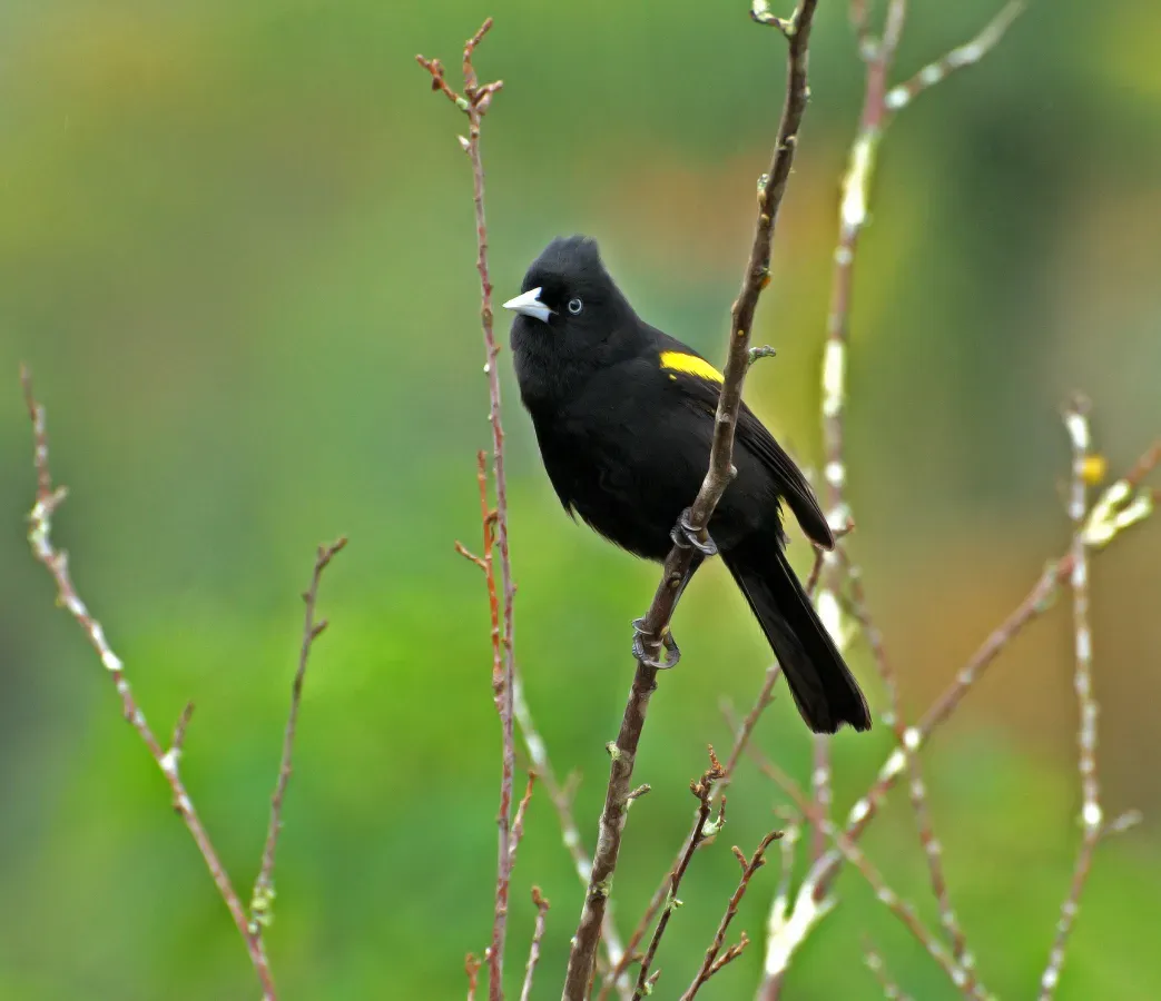 File:TECELÃO ( Cacicus chrysopterus ).jpg