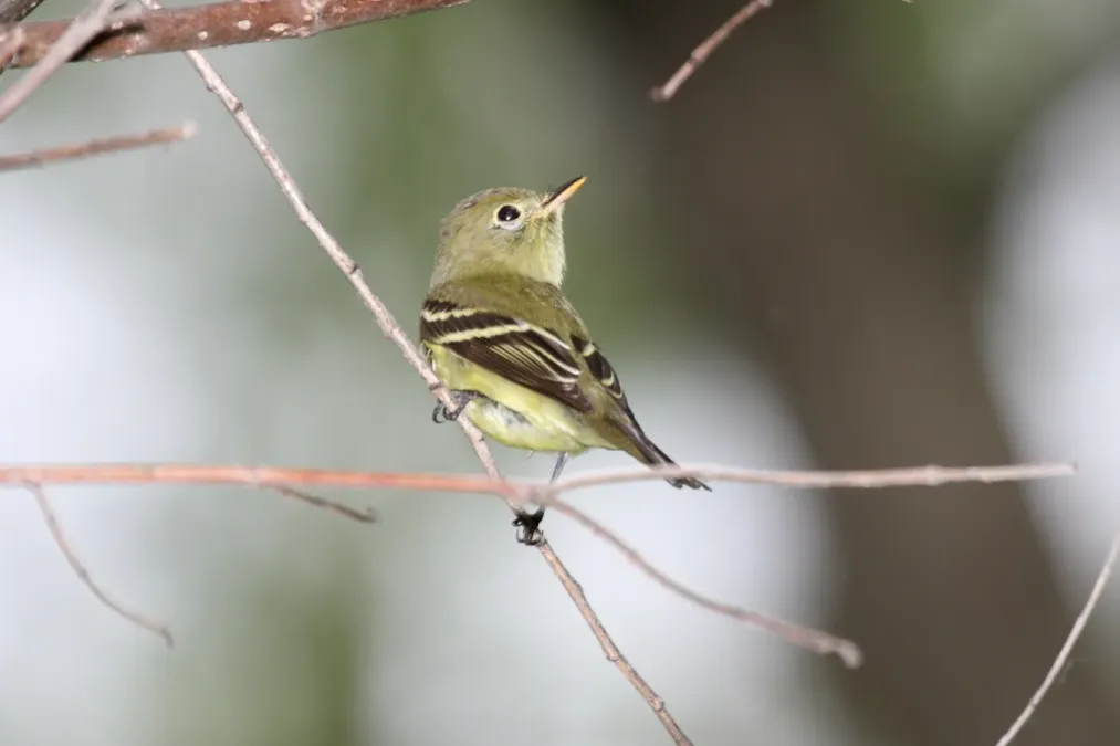 File:Yellow-bellied Flycatcher - Empidonax flaviventris.jpg
