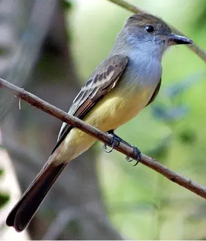 File:Myiarchus tyrannulus 1.jpg