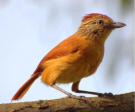 File:Thamnophilus doliatus female 1.jpg