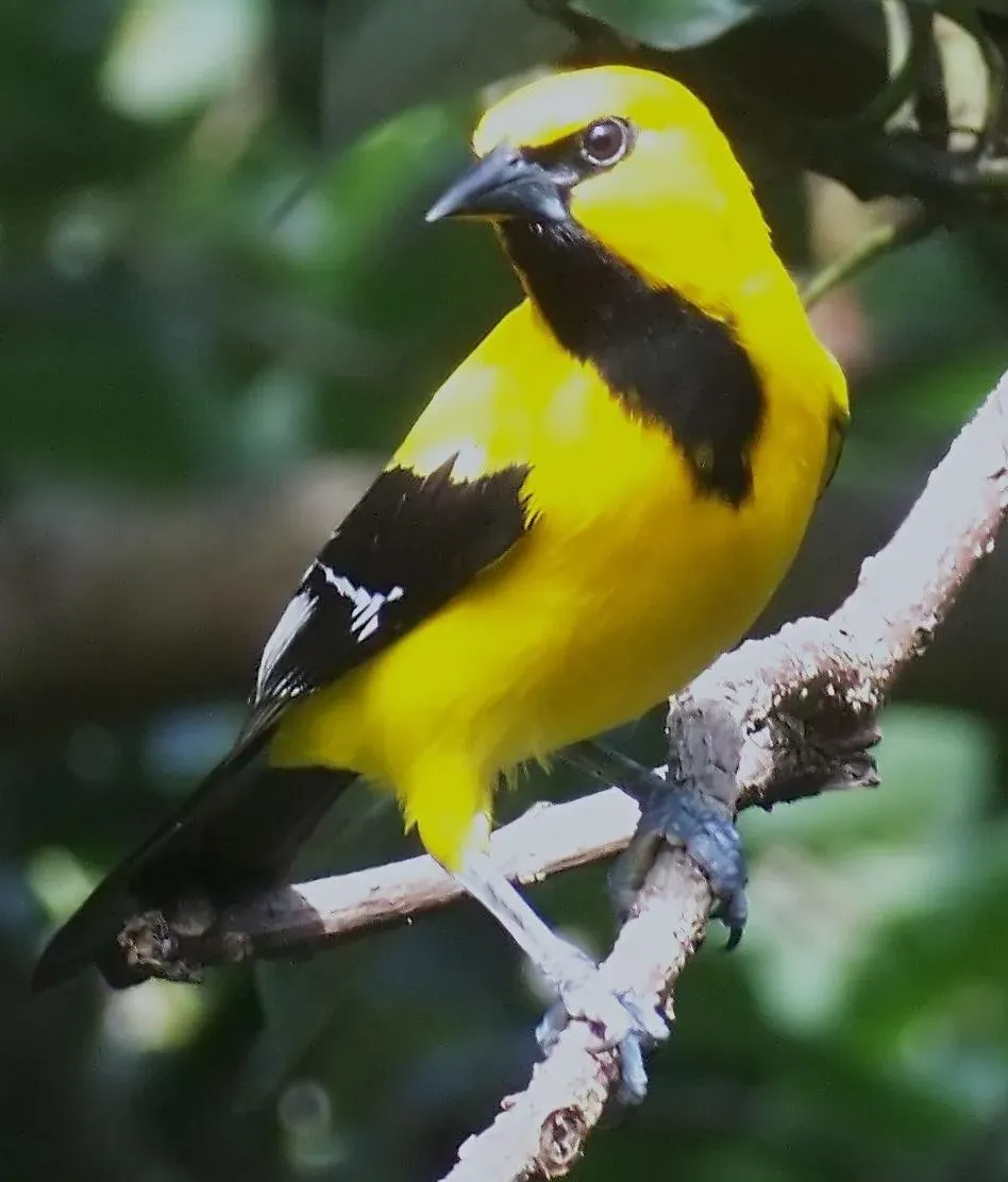 File:Icterus nigrogularis 2.jpg
