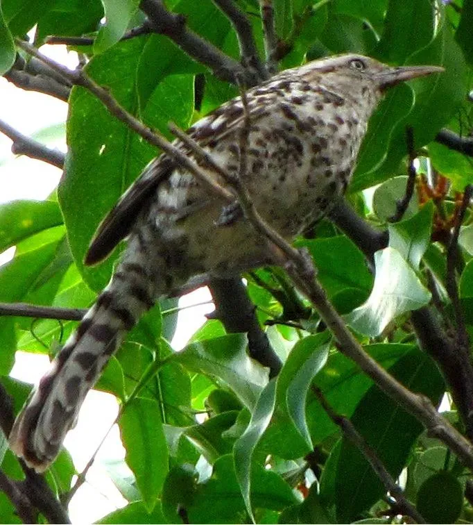 File:Campylorhynchus nuchalis brevipennis 2.jpg