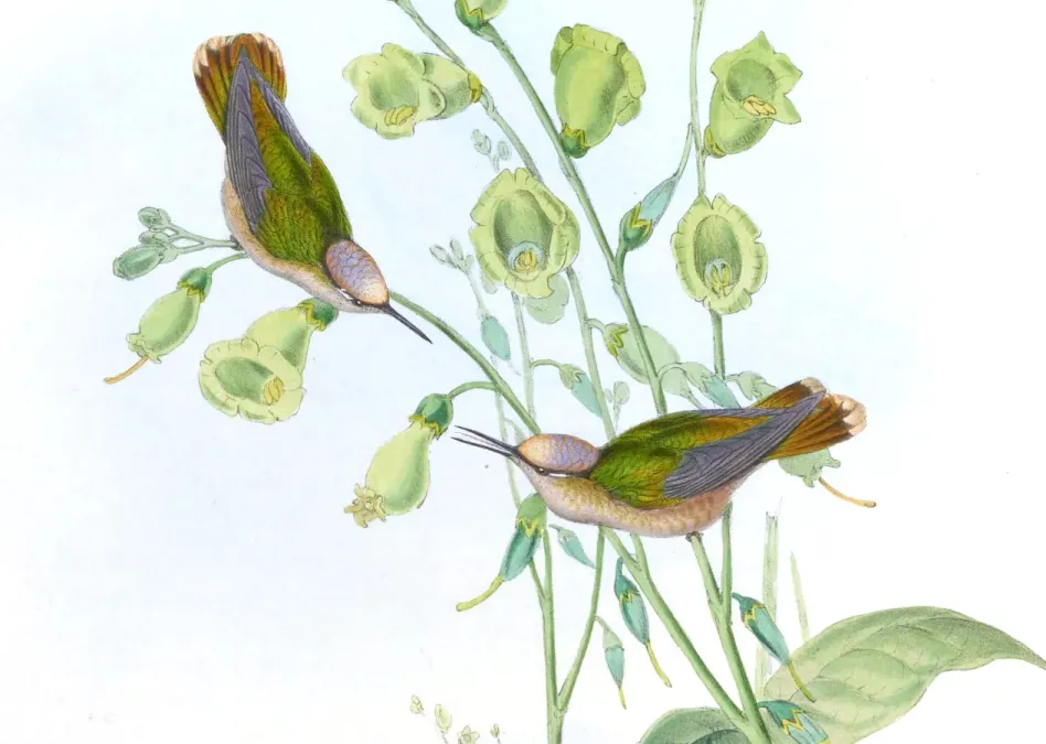 File:Anthocephala floriceps (cropped2).jpg
