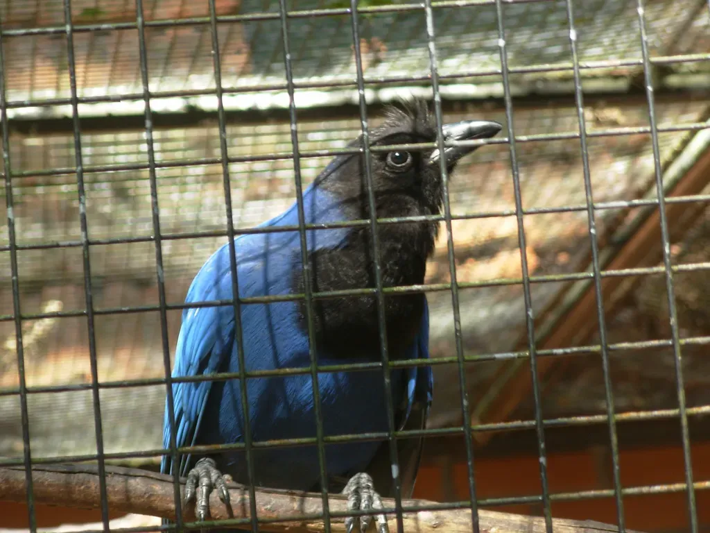 File:Cyanocorax caeruleus -Curitiba Zoo, Parana, Brazil-8a.jpg