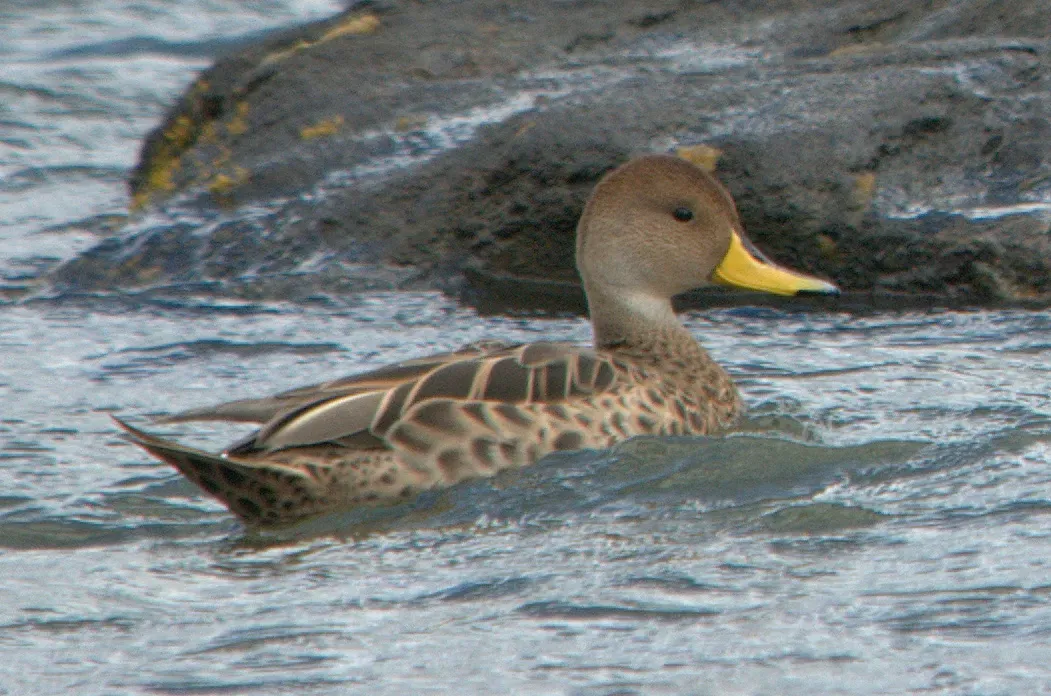 File:Anas georgica -Puerto Natales, Patagonia, Chile-8 (1).jpg