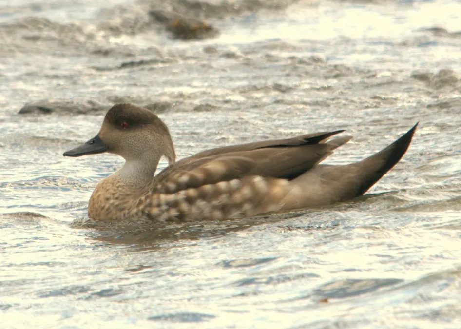 File:Lophonetta specularioides -Puerto Natales, Patagonia, Chile-8.jpg