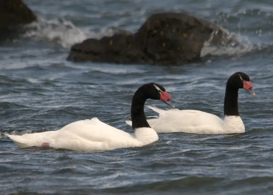 File:Cygnus melancoryphus -Puerto Natales, Patagonia, Chile-8.jpg