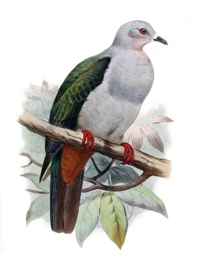 File:Ducula pistrinaria rhodinolaema.jpg