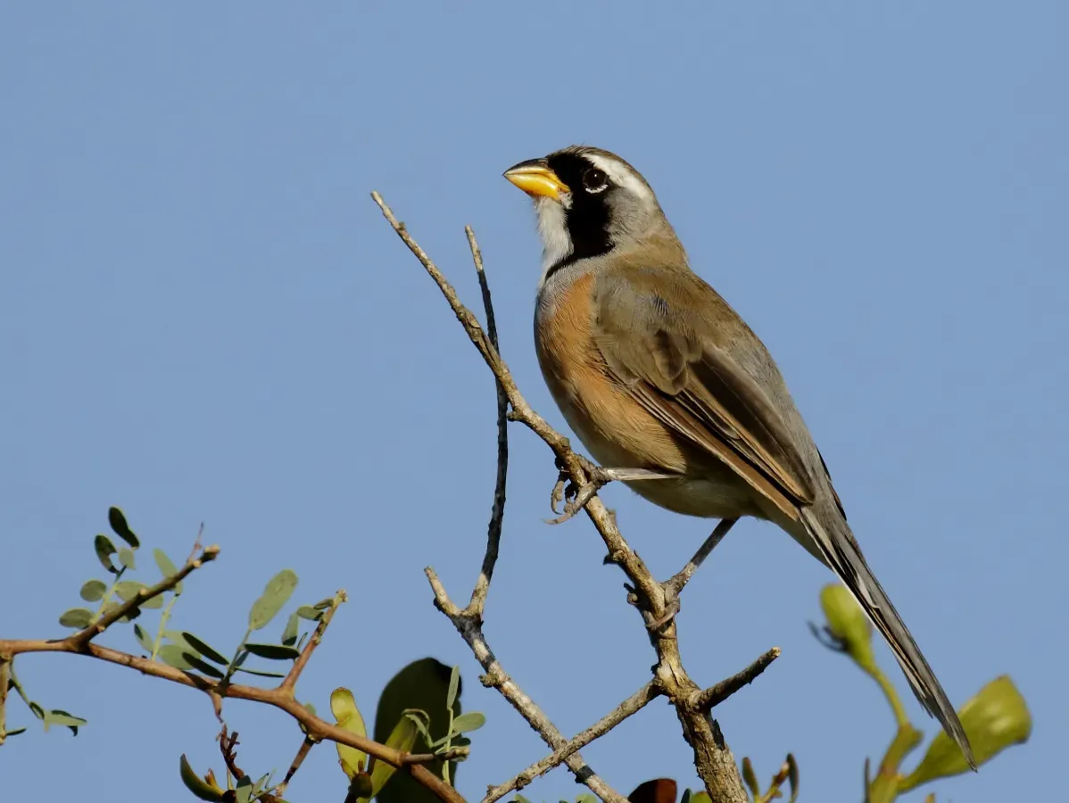 File:Saltatricula multicolor - Many-colored Chaco Finch; Capivara, Santa Fe, Argentina.jpg
