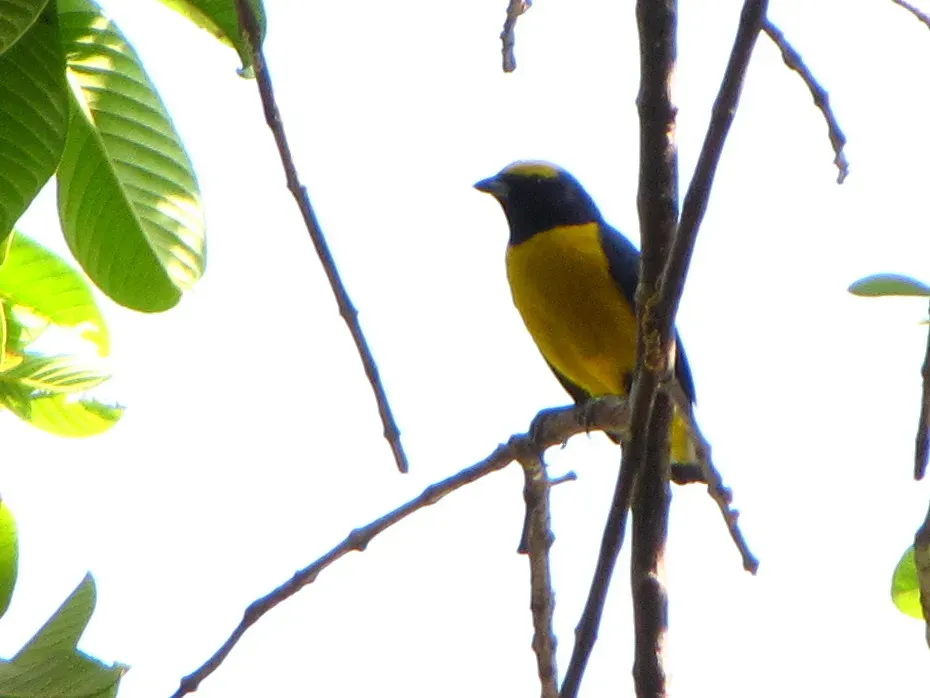 File:Euphonia trinitatis male 1.jpg