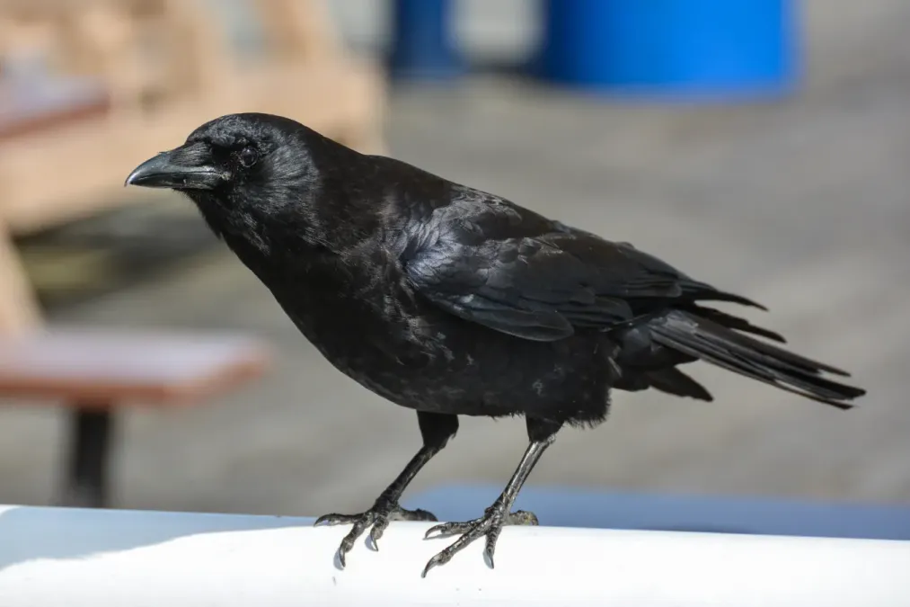 File:2014-04-29 02 Northwestern crow (Corvus brachyrhynchos caurinus).jpg