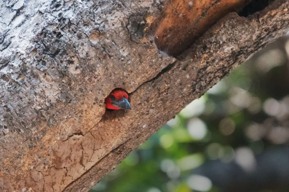 File:Lybius torquatus K2.jpg