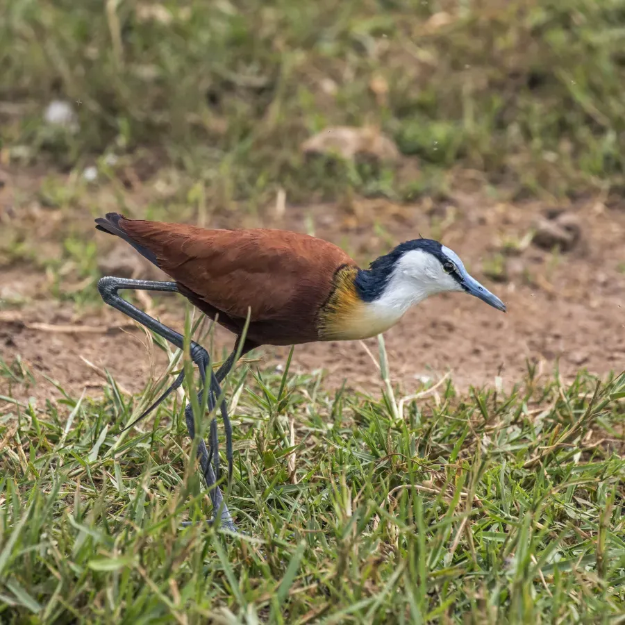 File:African jacana (Actophilornis africanus) 3.jpg