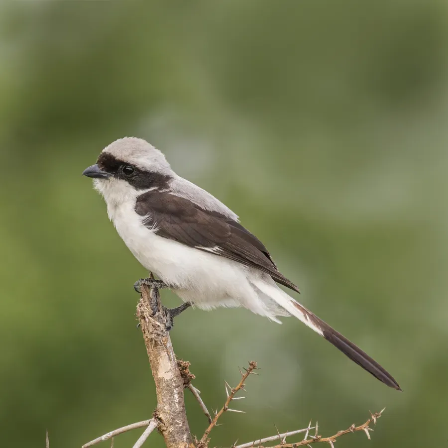 File:Grey-backed fiscal (Lanius excubitoroides boehmi) male 2.jpg
