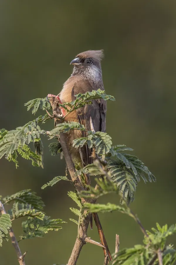 File:Speckled mousebird (Colius striatus kiwuensis) 2.jpg