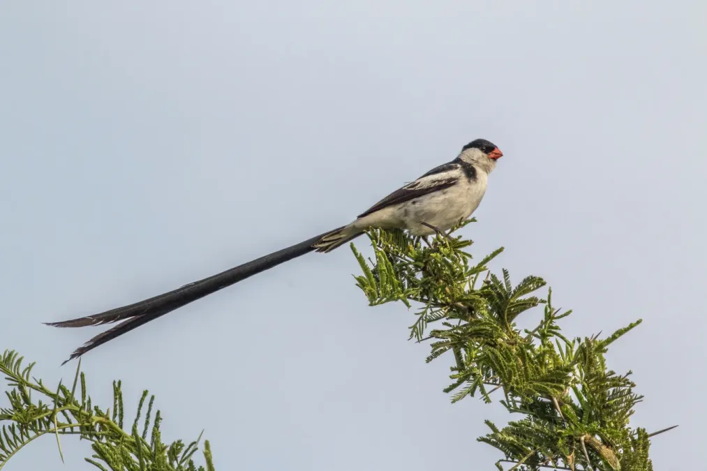 File:Pin-tailed whydah (Vidua macroura) male non-breeding 2.jpg