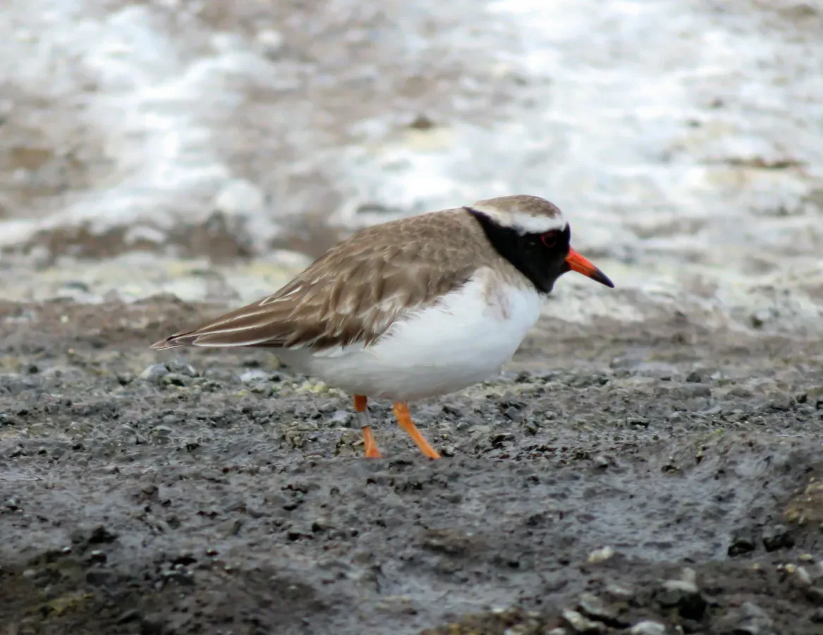 File:Thinornis novaeseelandiae, Rangatira, Chatham Islands 2.jpg