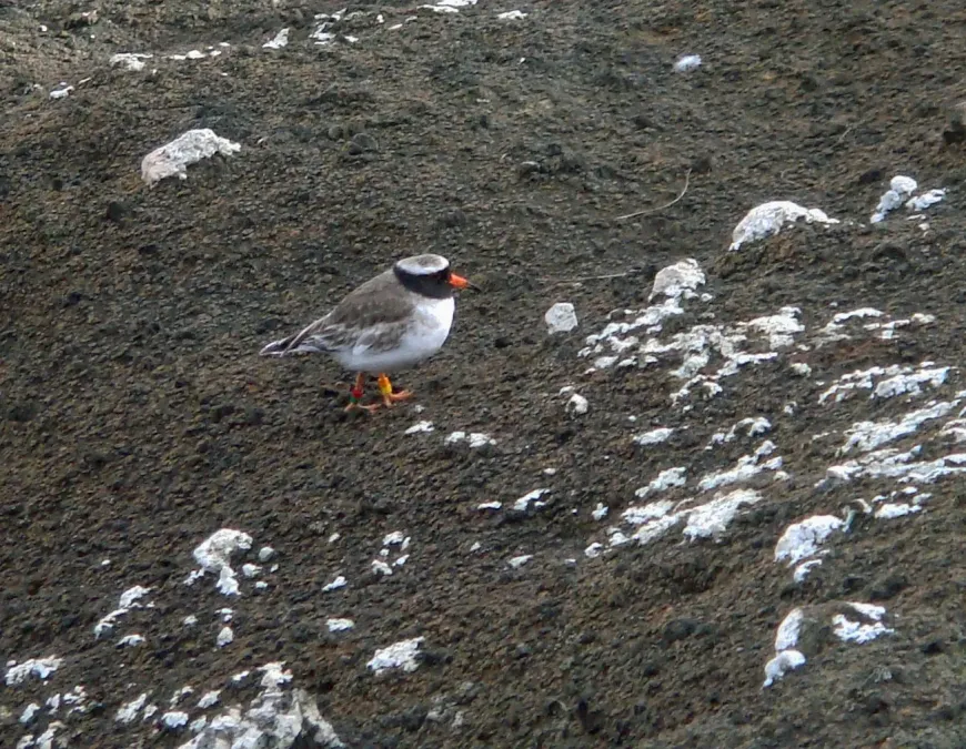 File:Thinornis novaeseelandiae, Rangatira, Chatham Islands 3.jpg