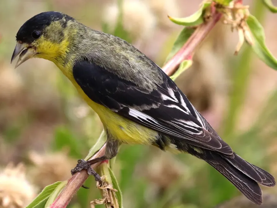 File:Spinus psaltria male.jpg