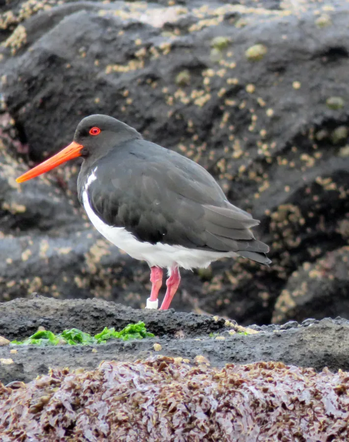 File:Haematopus chathamensis, Rangatira, Chatham Islands 1.jpg