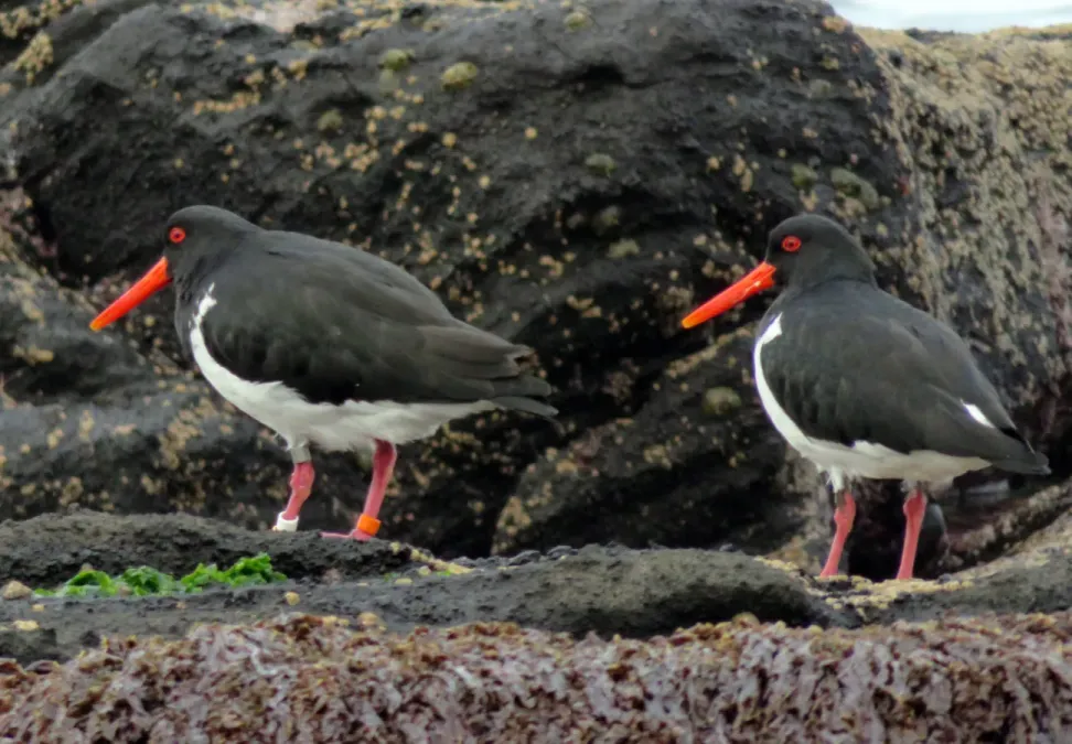 File:Haematopus chathamensis, Rangatira, Chatham Islands 2.jpg