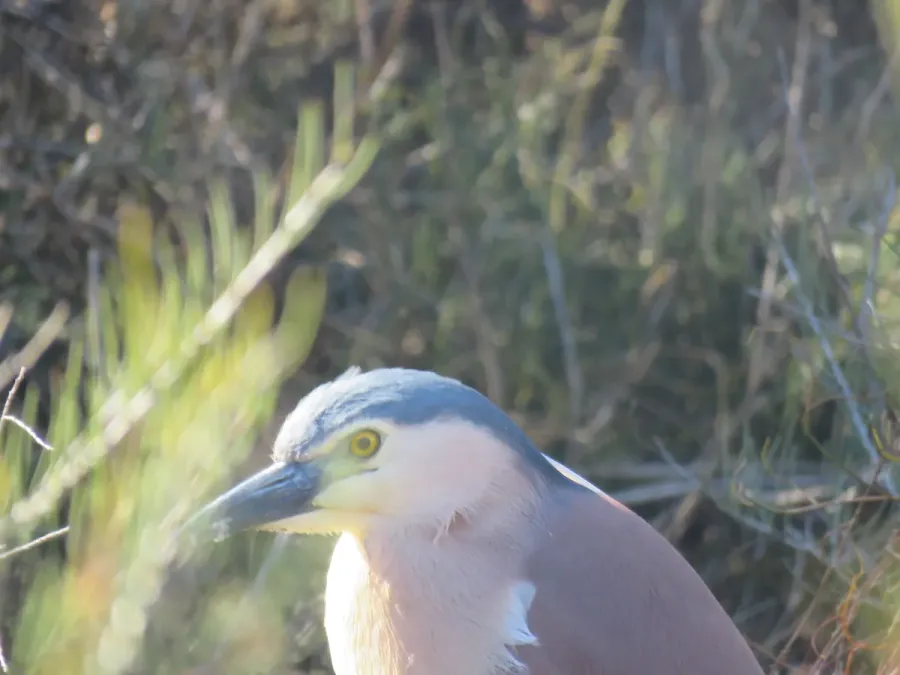 File:Rufous night-heron (Nycticorax caledonicus) at Booragoon Lake, August 2021 03.jpg