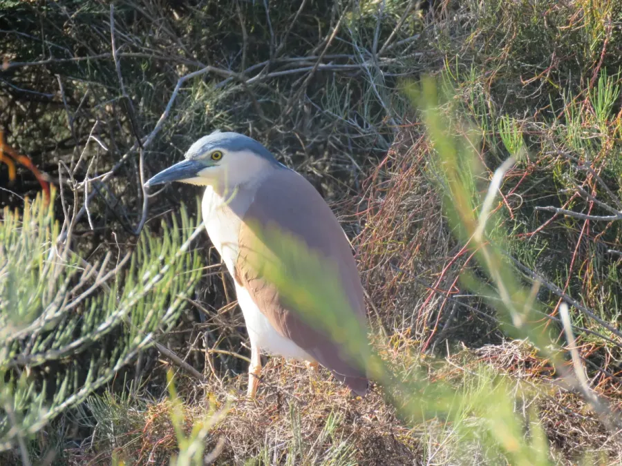 File:Rufous night-heron (Nycticorax caledonicus) at Booragoon Lake, August 2021 06.jpg